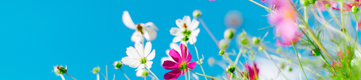 Sommerblumen